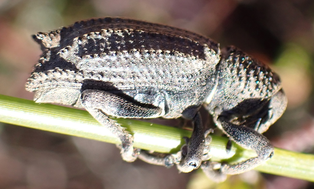 Cyclomini