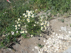 Tripleurospermum inodorum