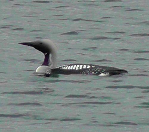 Gavia arctica