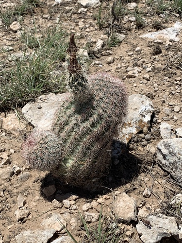 Echinocereus dasyacanthus
