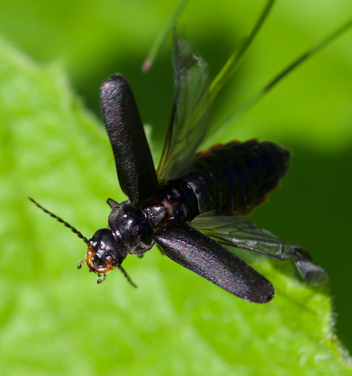 Gloomy soldier beetle