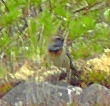 Luscinia svecica