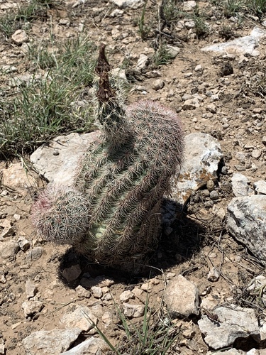 Echinocereus dasyacanthus