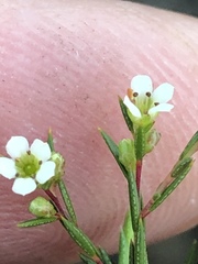 Coleonema juniperinum