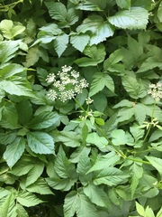 Aegopodium