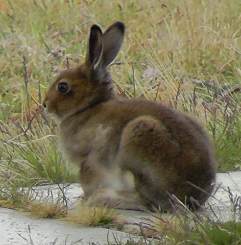 Lepus timidus