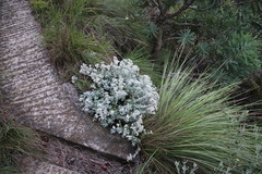Helichrysum sutherlandii
