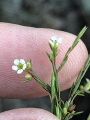 Coleonema juniperinum