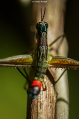 Paramastax rosenbergi