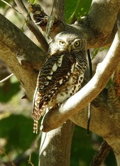 Glaucidium capense