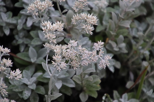 Image of Helichrysum sutherlandii by (c) Tony Rebelo, some rights reserved (CC BY-SA)