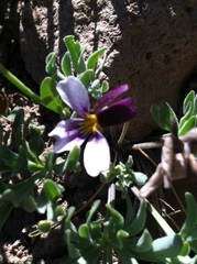 Viola beckwithii