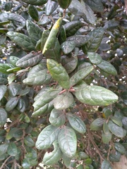 Peumus boldus
