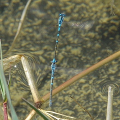 Coenagrion scitulum