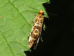 Triaxomera parasitella