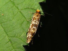 Triaxomera parasitella