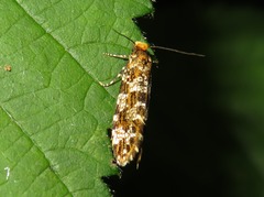 Triaxomera parasitella