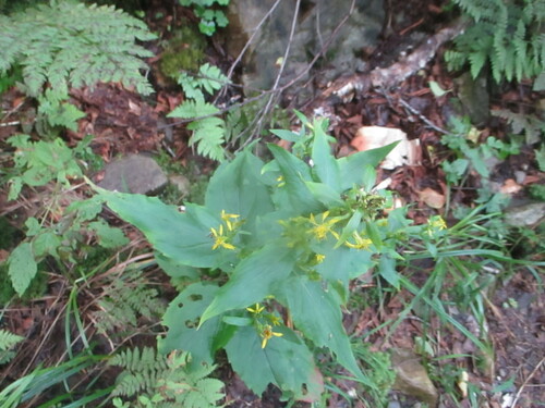 Image of Solidago macrophylla by (c) Peter, some rights reserved (CC BY)