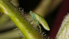 Cicadomorpha