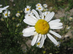 Tripleurospermum inodorum