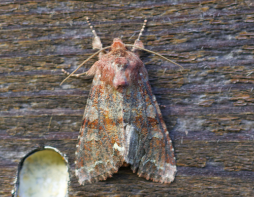 Ceramica pisi