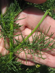 Tripleurospermum inodorum