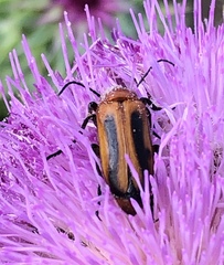 Nemognatha piazata