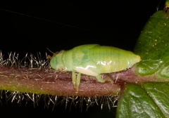 Cicadomorpha