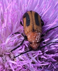 Nemognatha piazata