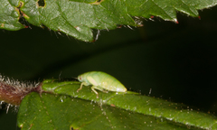 Cicadomorpha