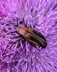 Nemognatha piazata