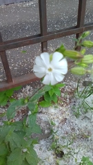Silene latifolia