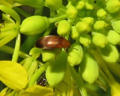 Anaspis flava
