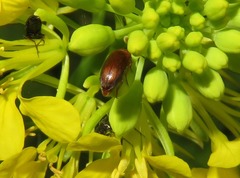 Anaspis flava