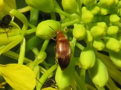 Anaspis flava