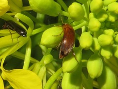 Anaspis flava