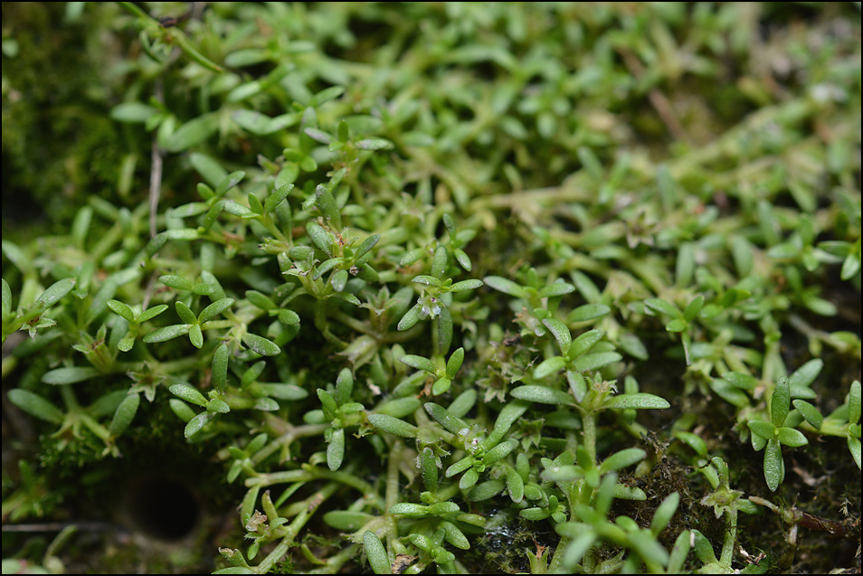 Microcarpaea minima (Microcarpaea minima)