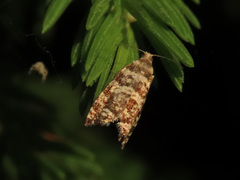 Epinotia tedella
