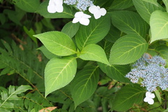 Hydrangea serrata