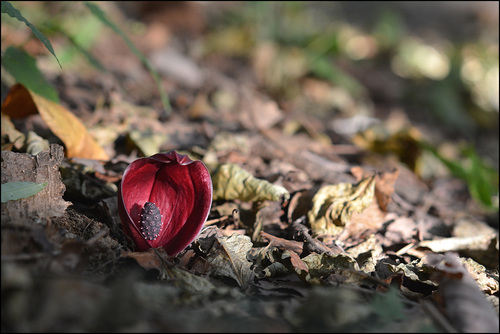 Symplocarpus nipponicus iNat (1)