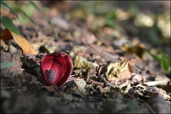 Symplocarpus nipponicus
