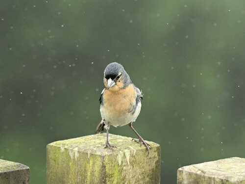 Azores Chaffinch, Ponta Delgada, Portugal, photo 7 of 10