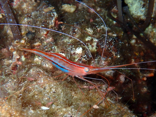 Photo of Narwhal shrimp (Plesionika narval)