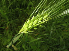 Hordeum vulgare