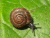 Hairy Snail - Photo (c) Rob Westerduijn, some rights reserved (CC BY-NC), uploaded by Rob Westerduijn