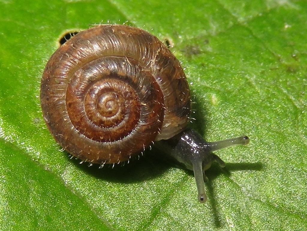 Leaf Snails