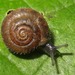 Hygromiidae - Photo 由 Rob Westerduijn 所上傳的 (c) Rob Westerduijn，保留部份權利CC BY-NC
