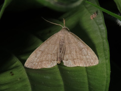 Pechipogo strigilata