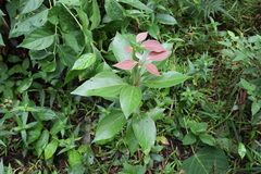 Neolitsea aurata, photograph (c) 林正文, some rights reserved (CC BY)