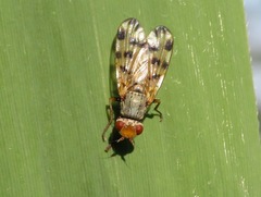 Melieria omissa